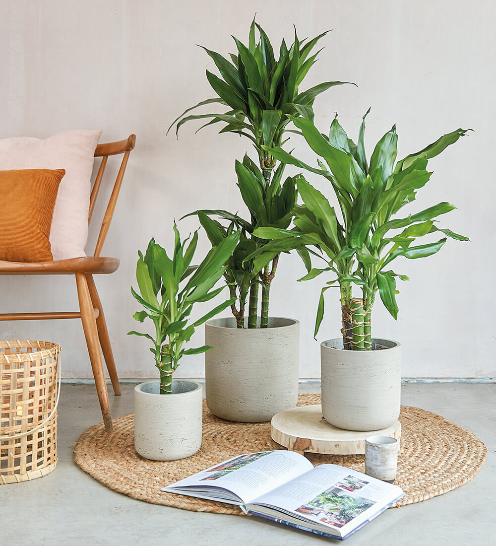 steudneri dracaena Dracaena Fragrans Steudneri