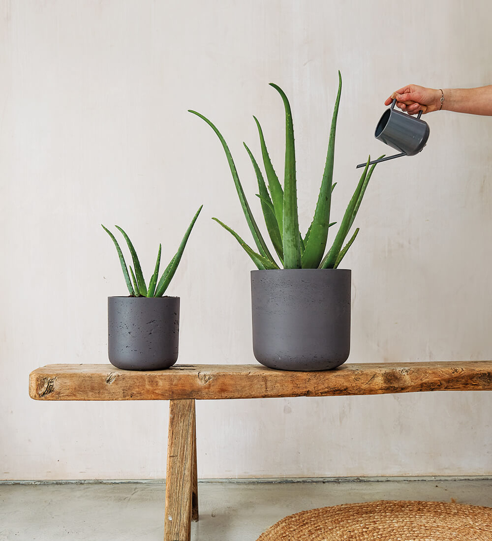 the Aloe Vera plant online, indoor houseplants delivered – Beards &