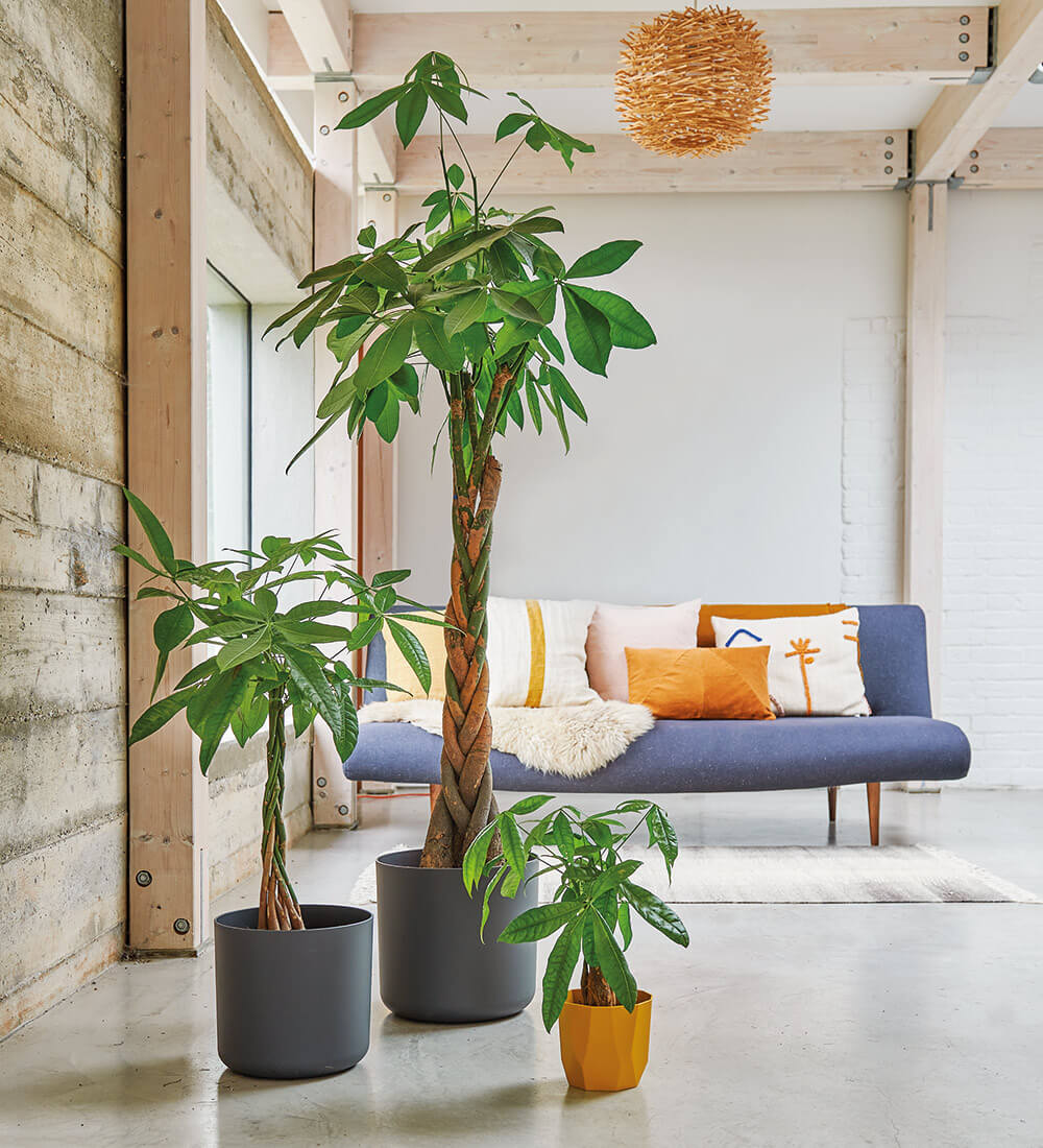 indoor plants money tree Money Tree (Pachira Aquatica)