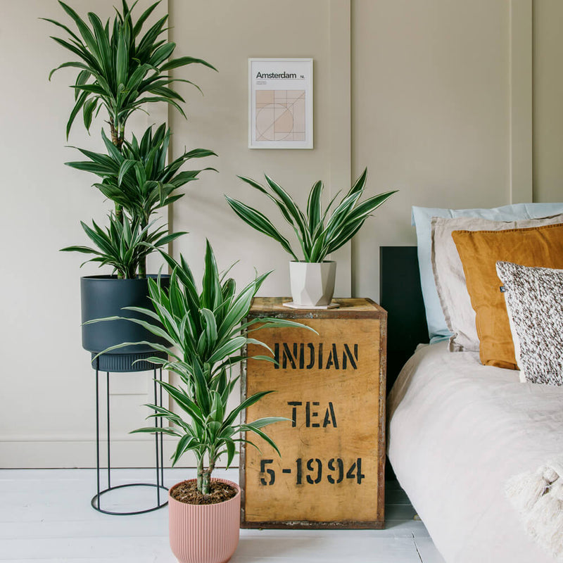 Large Dracaena Fragrans Warneckei