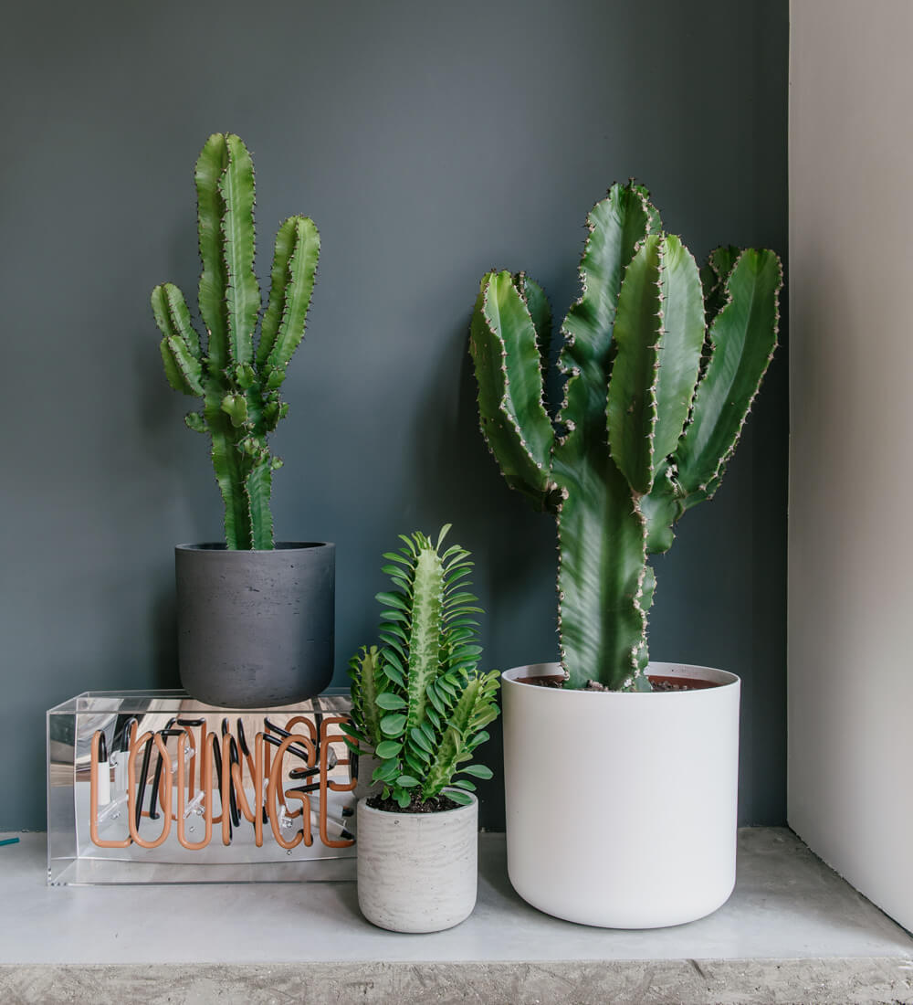 euphorbia indoor plant Euphorbia Trigona Cactus