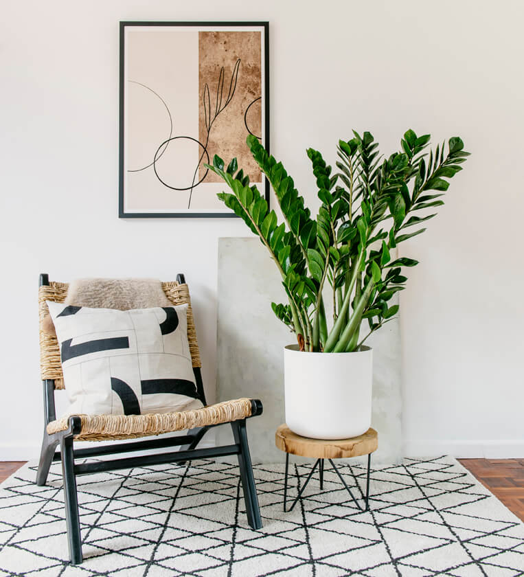 zz plant floor Buy the ZZ Plant (Zamioculcas Zamiifolia) online, indoor houseplants delivered nationwide
