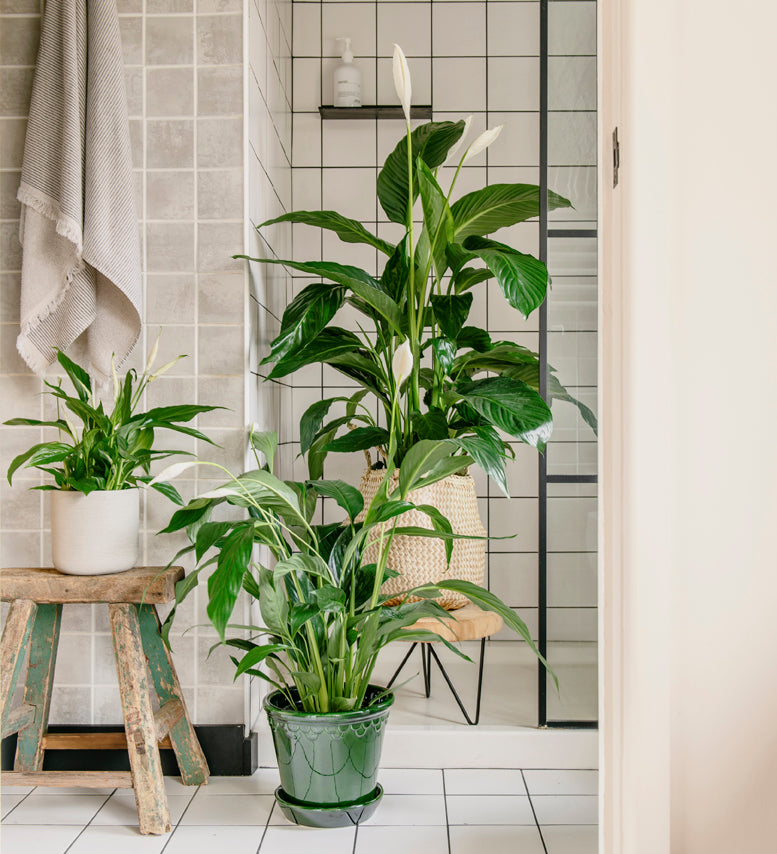 how big do indoor peace lilies get Peace Lily (Spathiphyllum)
