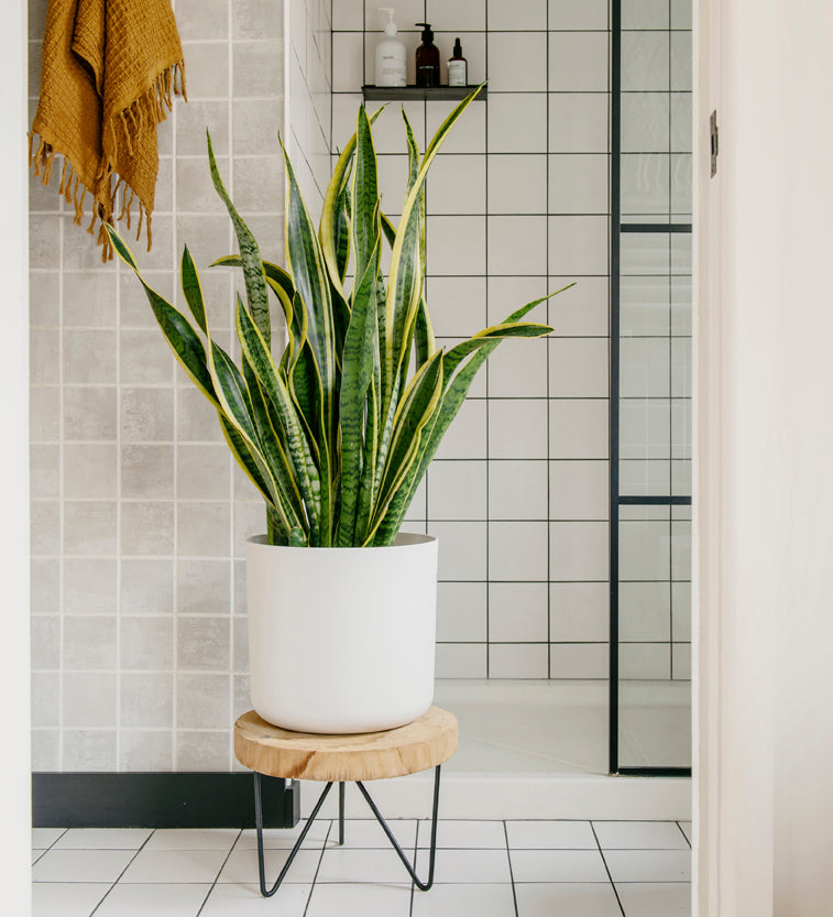 large snake plant uk Large Snake Plant