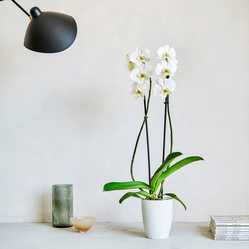 White Orchid & Pot