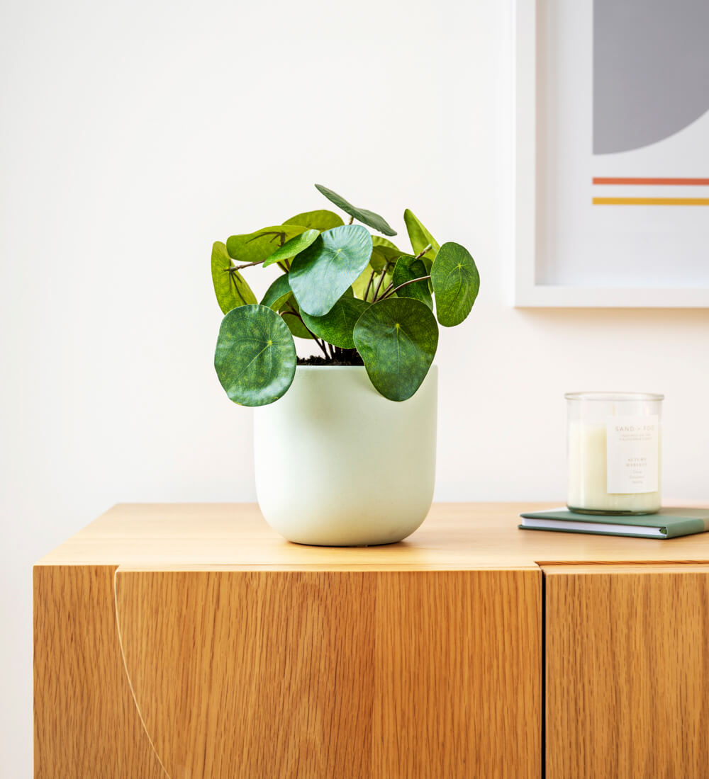 Artificial Chinese Money Plant Beards & Daisies