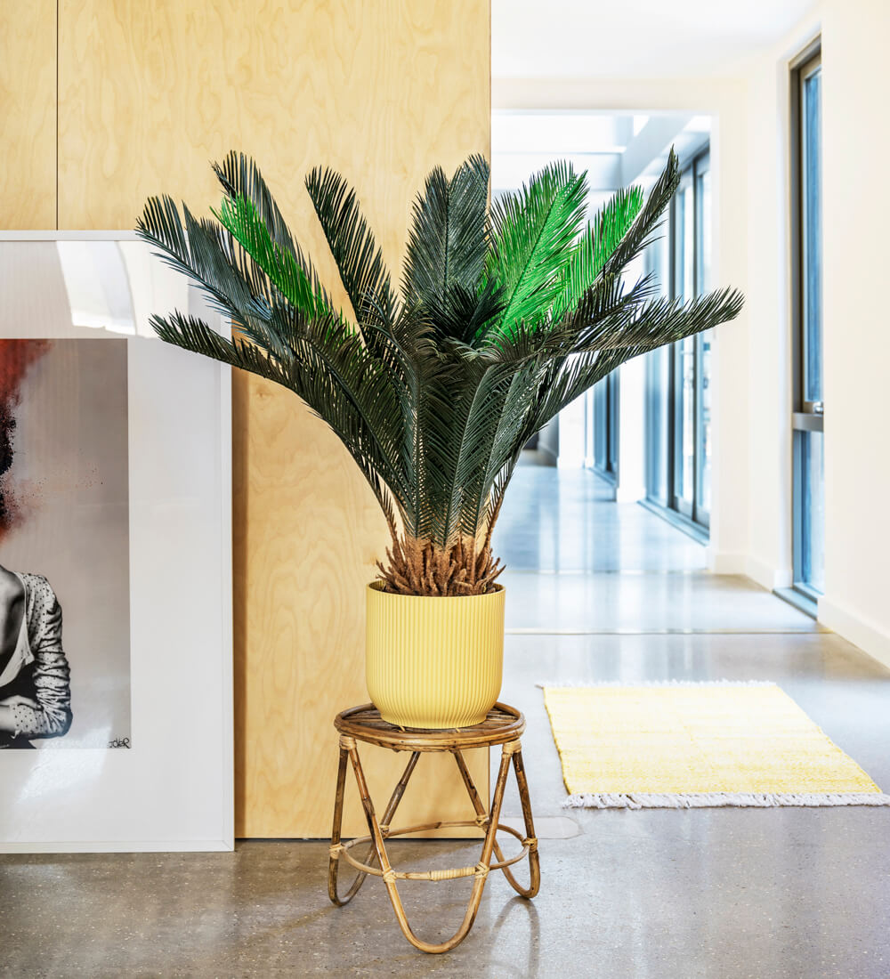 Artificial Sago Palm Beards & Daisies