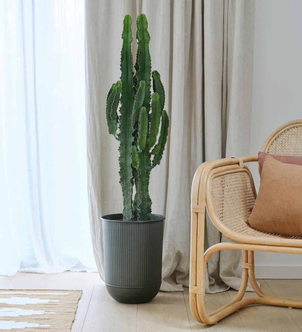large cactus house plants Large Euphorbia Trigona Cactus
