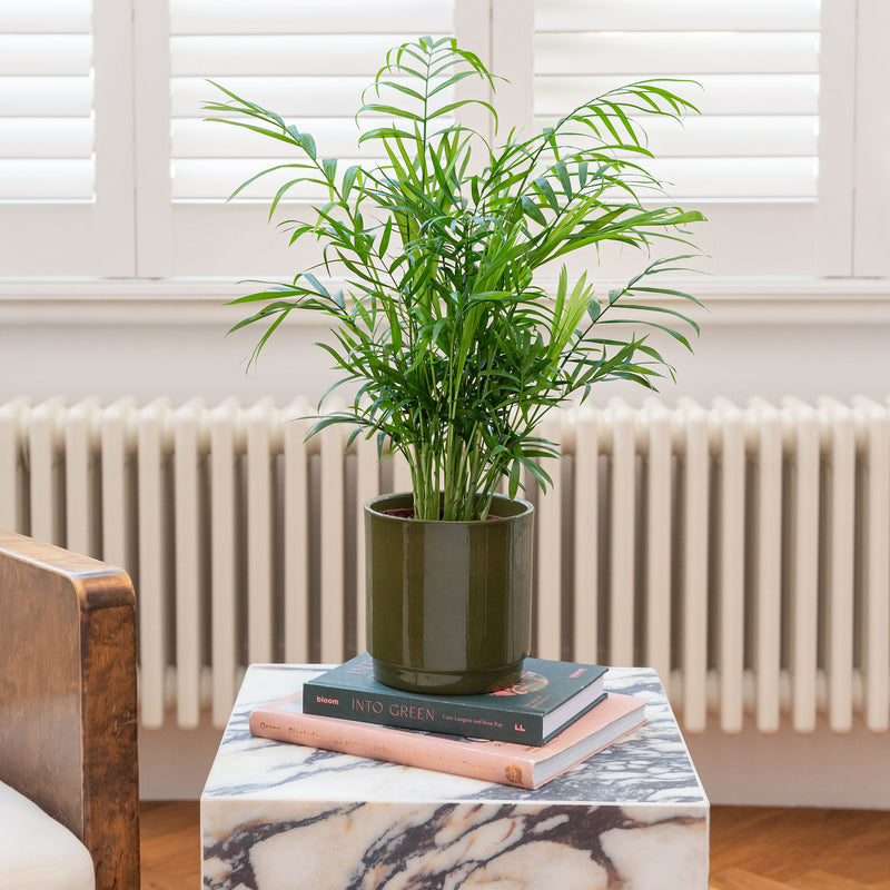 Unkillable Plant Bundle