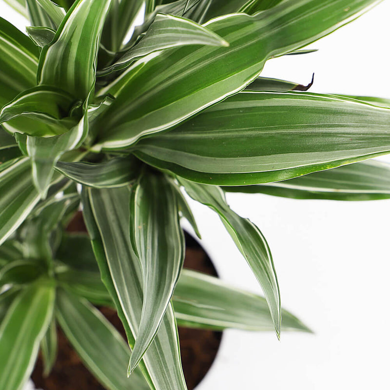 Large Dracaena Fragrans Warneckei