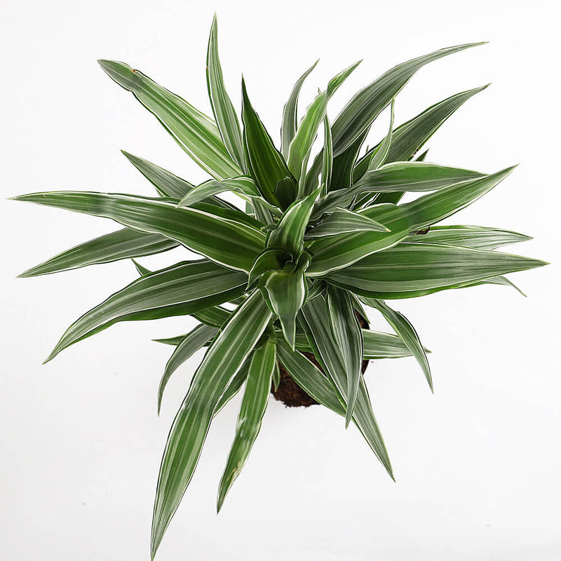 Large Dracaena Fragrans Warneckei