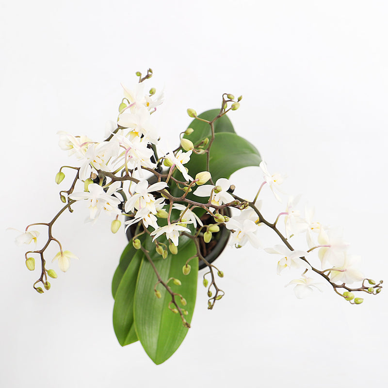 White Orchid & Pot
