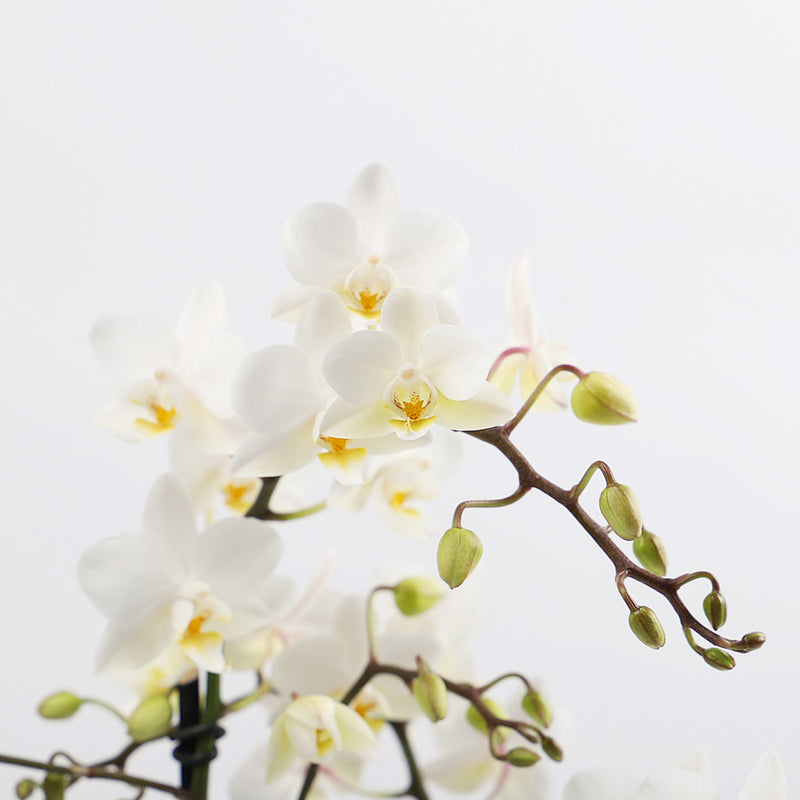 White Orchid & Pot