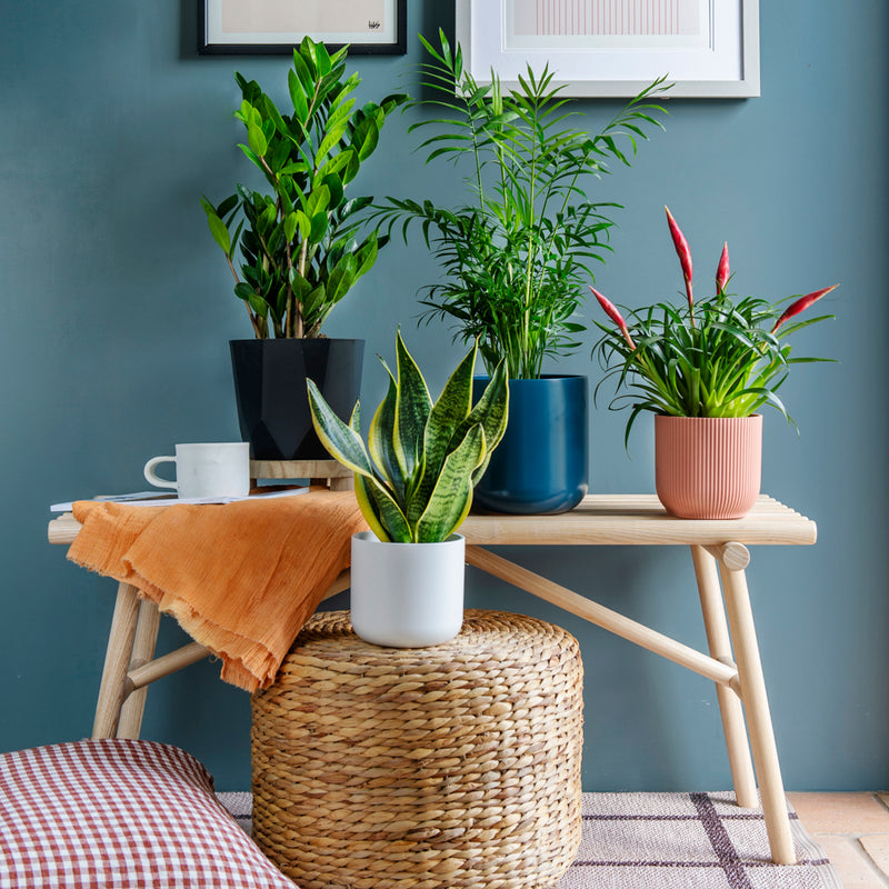 Unkillable Plant Bundle