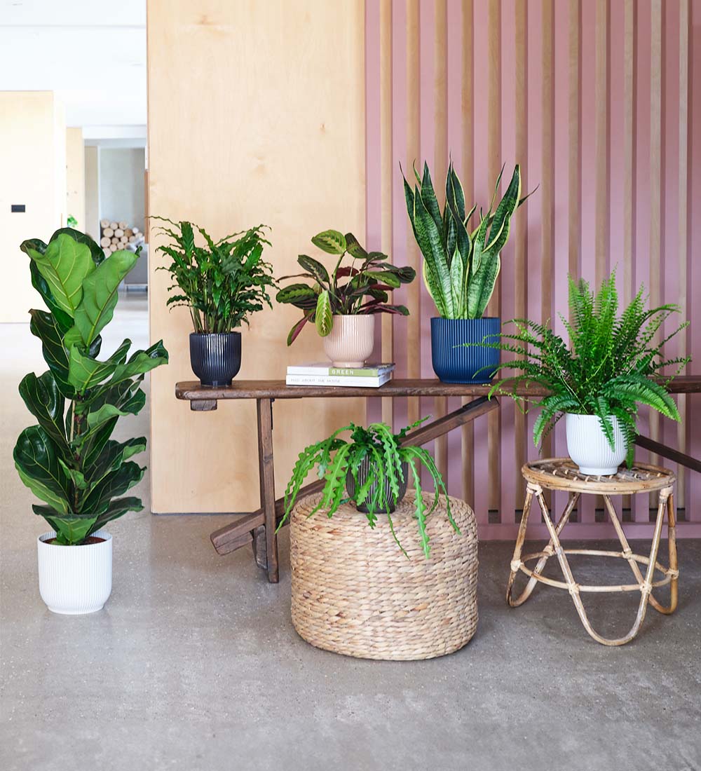 New Home Bundle plant collection