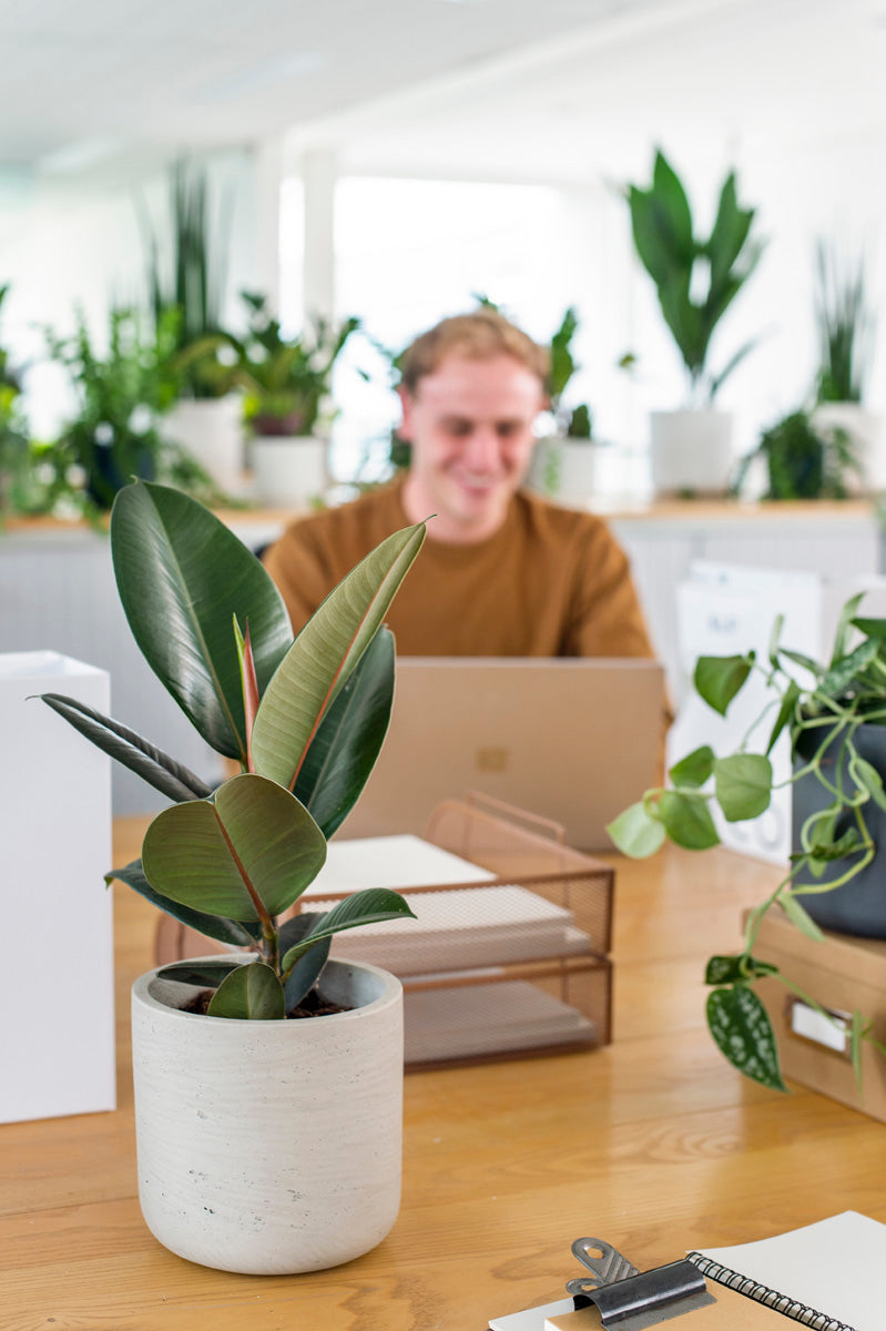 how plants can boost your business