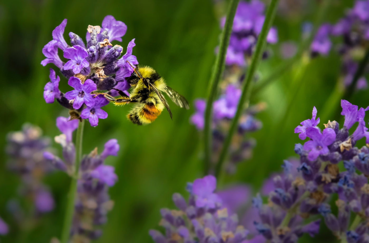 3 ways to create a bee friendly garden