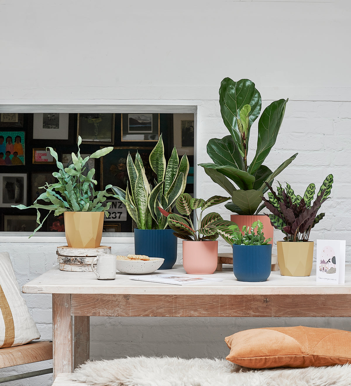 Meet our plant bundles