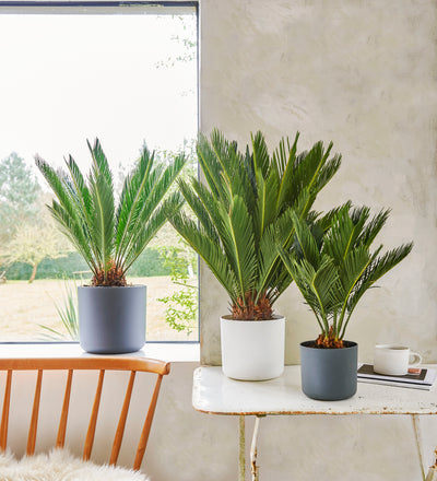 5 palm plants to grow inside this summer