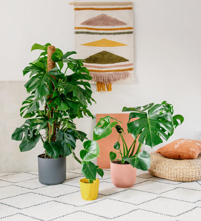 One Plant, Three Ways: Monstera