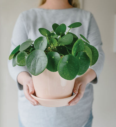 5 plant gifts to treat mum to this Mother’s Day