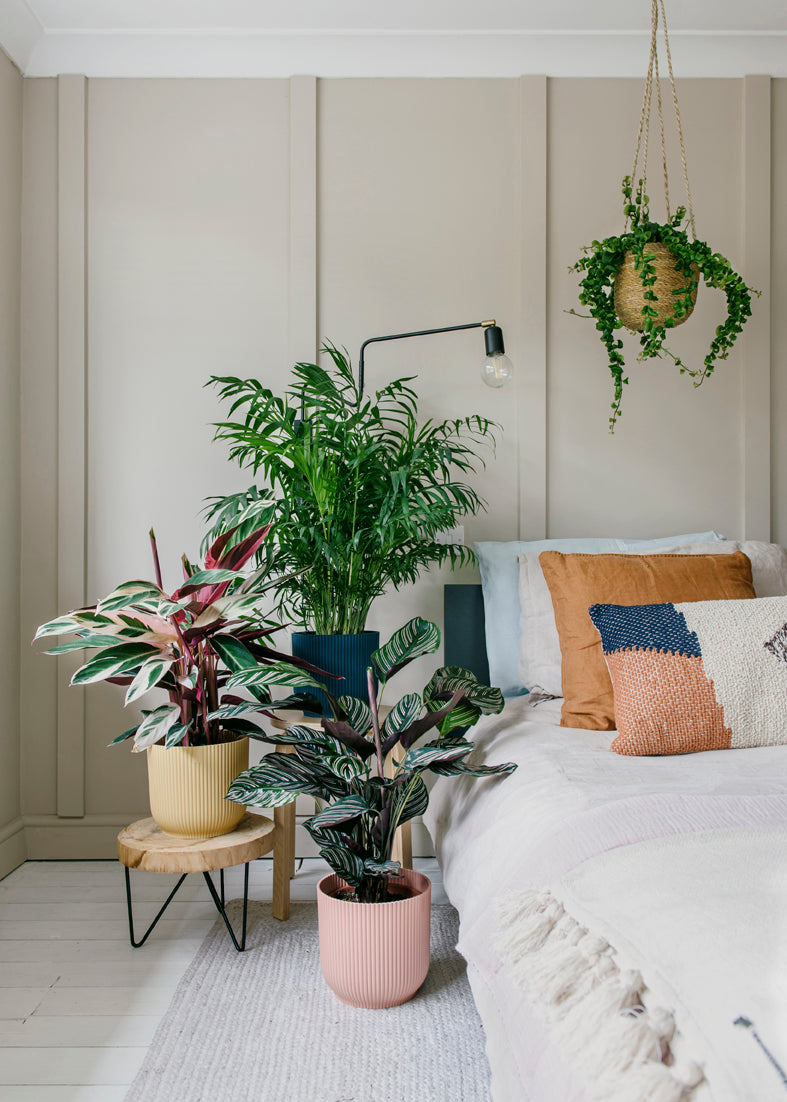 The Plants You Need To Get Through January