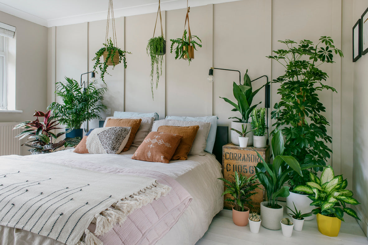 quiz: find the right houseplant for you