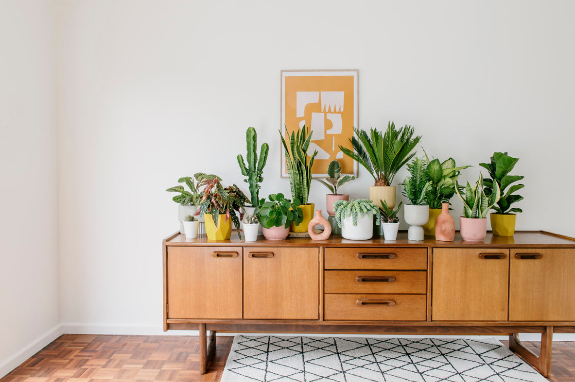 Growing Well With Jo Lambell: Plant Hacks You Need To Know