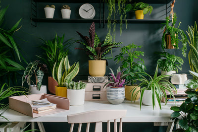 3 of the best desk plants to motivate you when from working from home