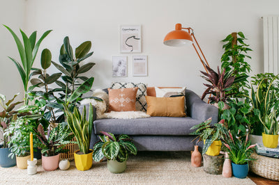 The plants set to be big in 2021