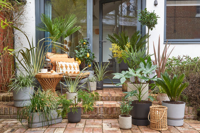 Upgrade your garden with our new range of outdoor plants