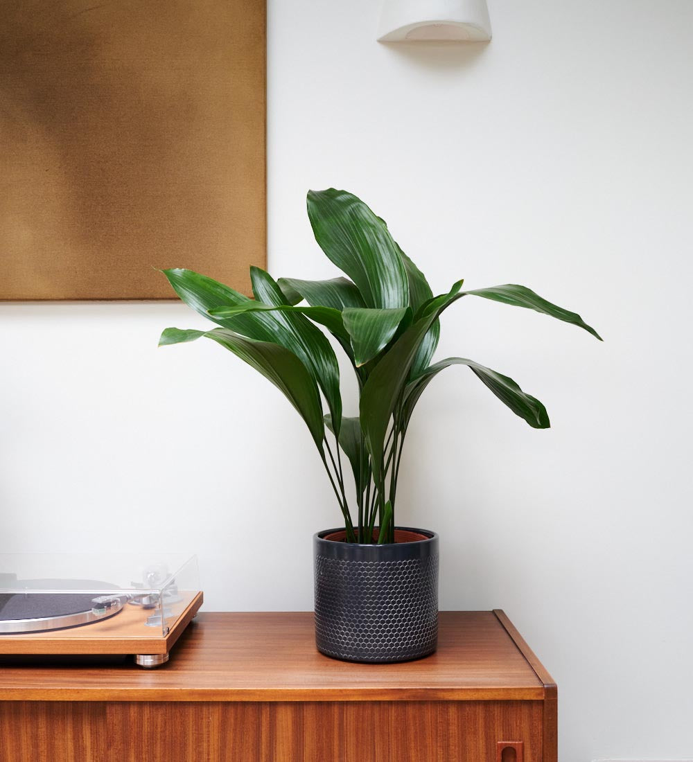 7 Types of Pests (and how to get rid of them)