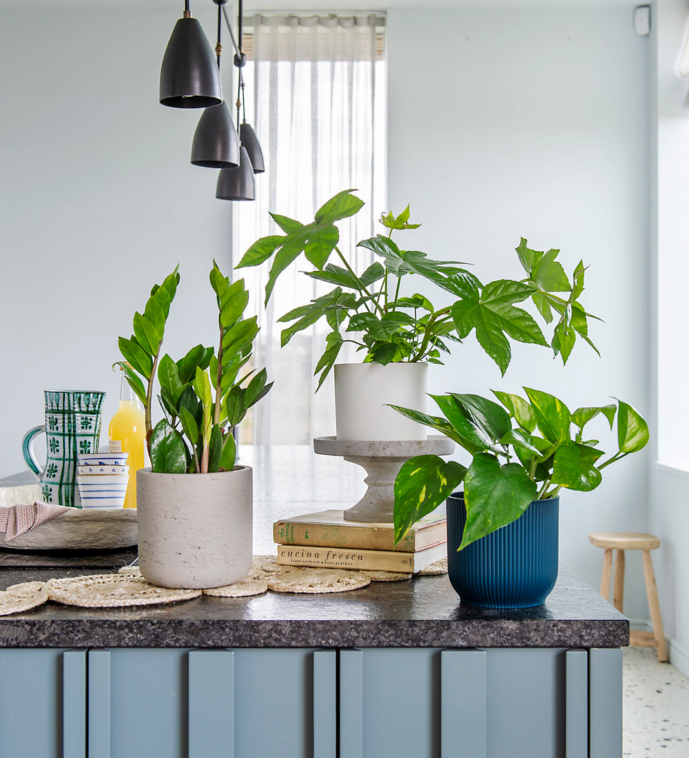 The symbolic meanings of houseplants