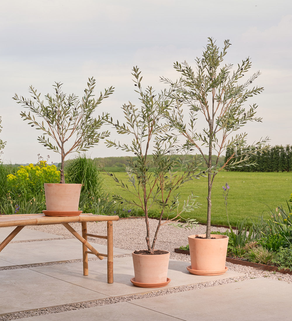 Outdoor plants for the garden
