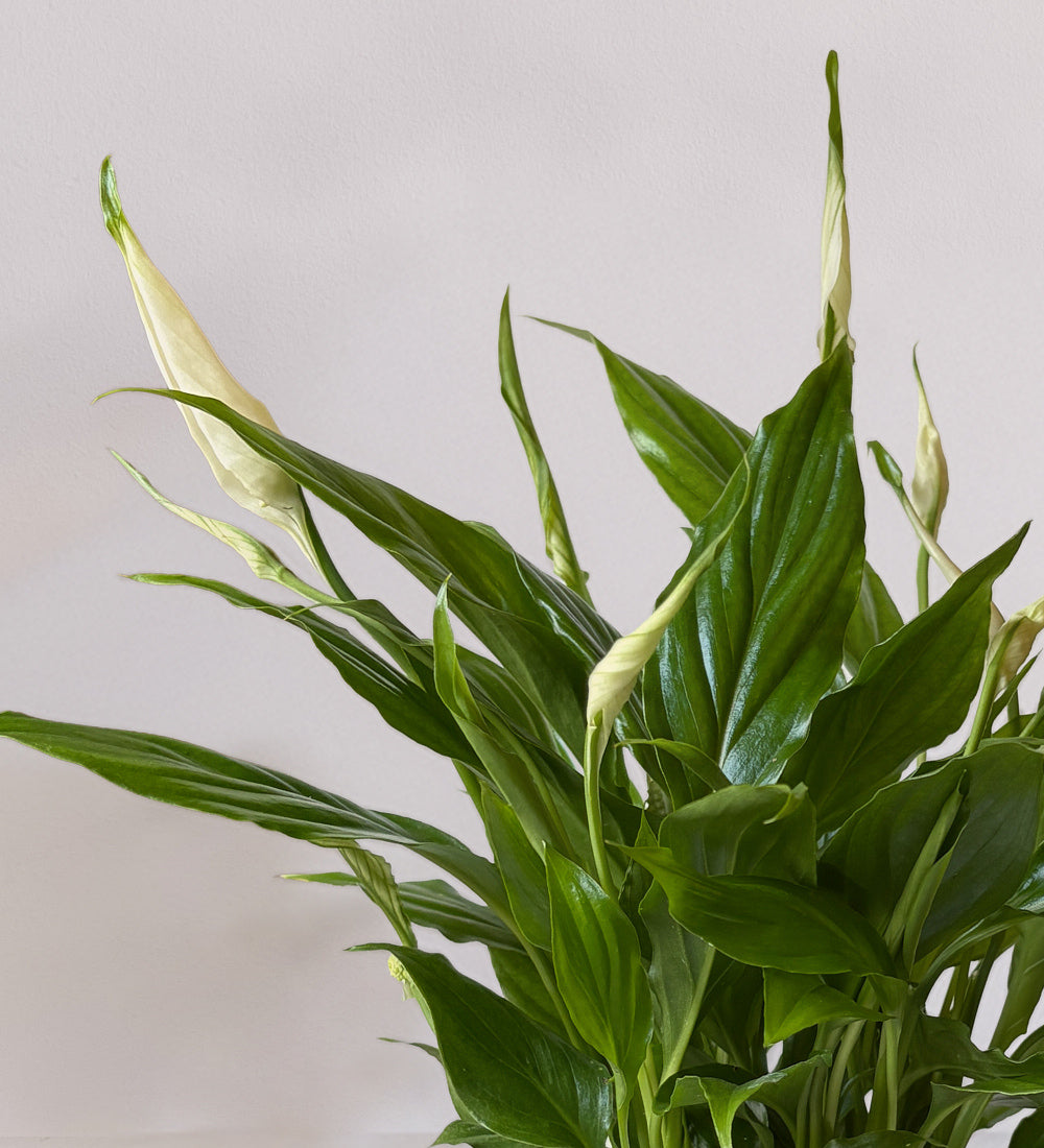 How To Care For Houseplants In Winter