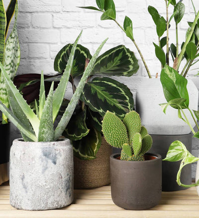 Your Spring Guide To Thriving Houseplants