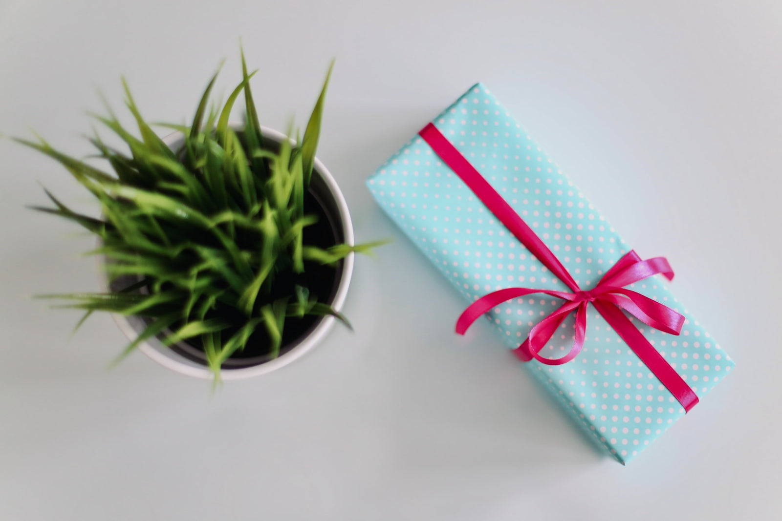 5 Plants That Make The Best Gifts