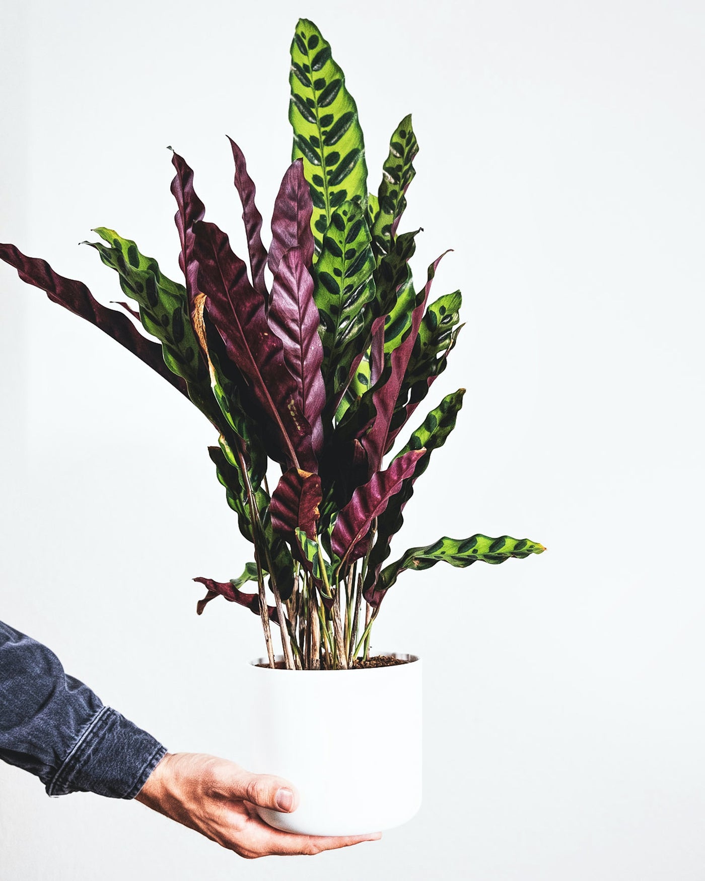 Everything You Need To Know About Caring For Calatheas
