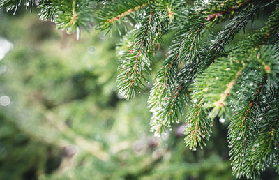 How To Replant Your Picea Conica Tree Outside After Christmas