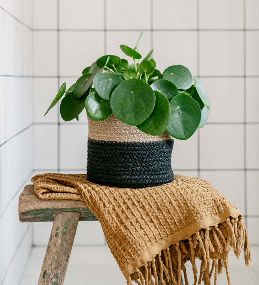 Chinese Money Plant, a great desk plant