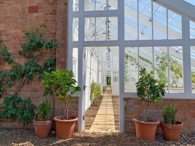 5 plants for conservatories