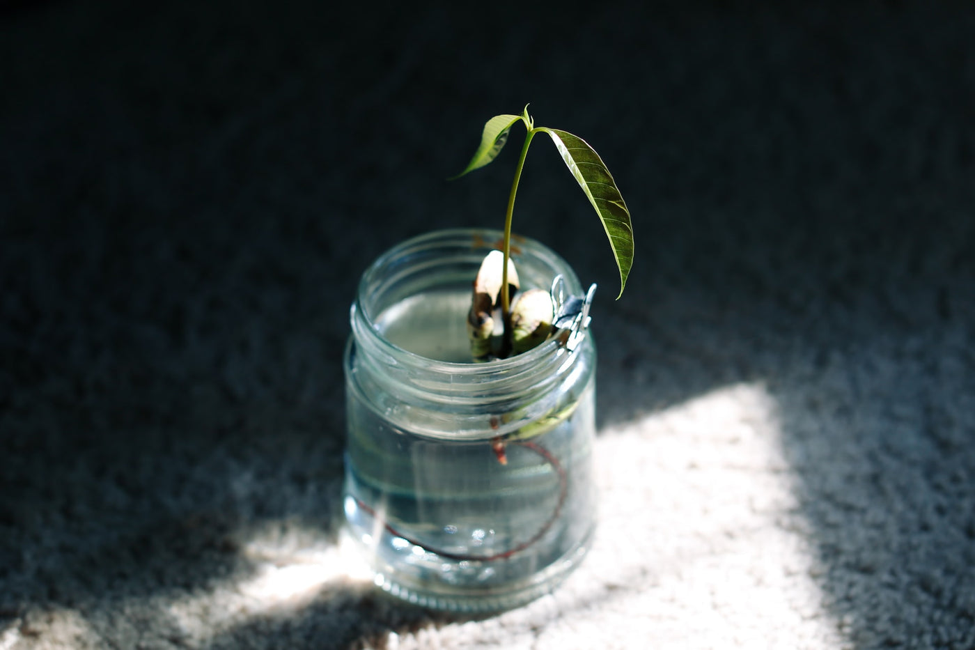 5 steps to successful propagation