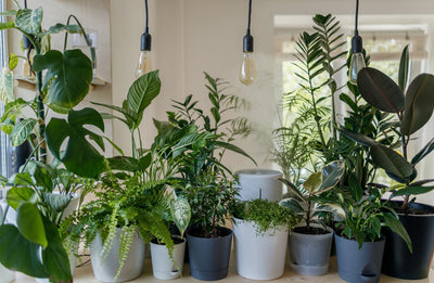 Houseplant Terminology: Made Easy