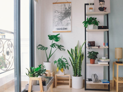 how to pick the right houseplant for you