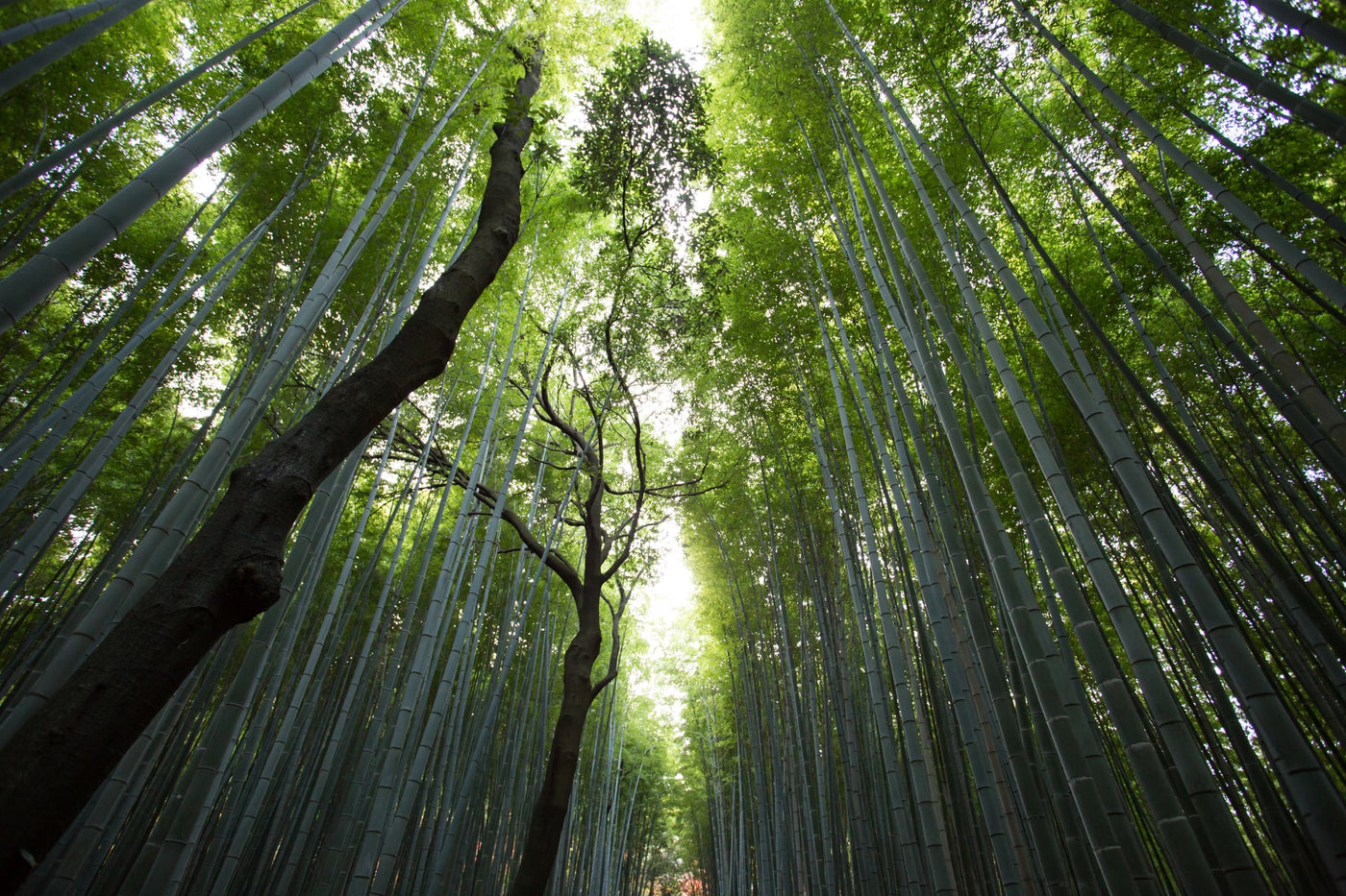 5 ways to connect to nature for Mental Health Awareness Week