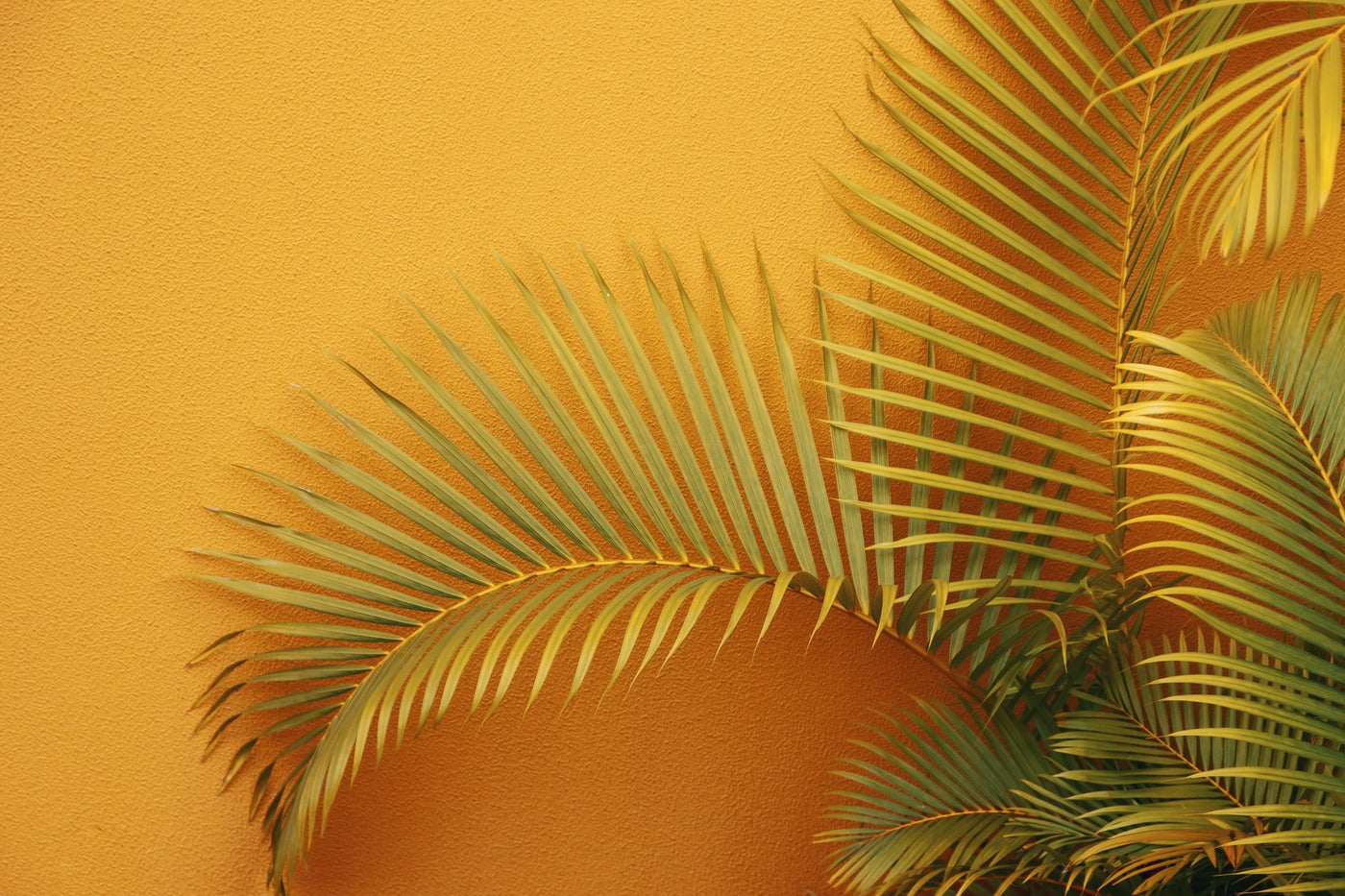 how to care for your houseplants in the summer