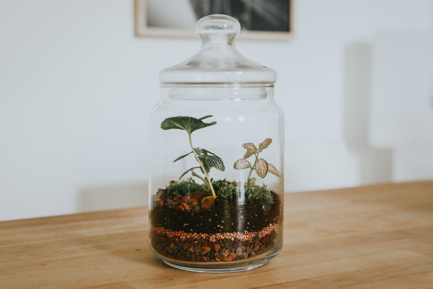 5 tips for starting a terrarium