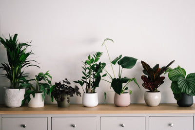 Boost Your Wellbeing With Plants