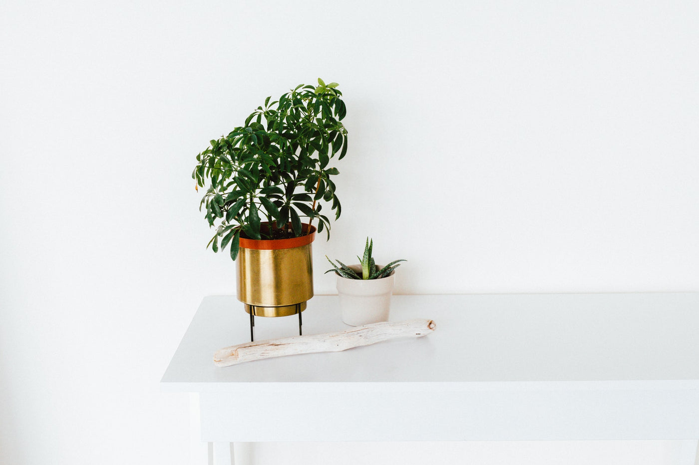 how to repot your plant in 5 easy steps