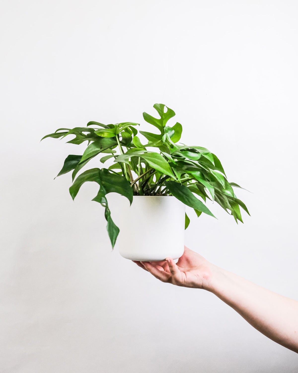 The best plants to relieve stress
